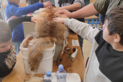 Žáci zkoumají kožešinu.