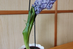 Přesazený hyacint.