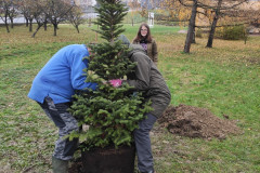 Přesunutí jedličky do díry.