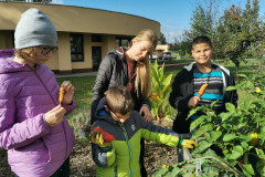 Žáci sklízí zbylé plodiny.