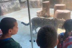 Děti pozorují zvířátka.