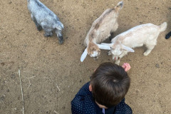 Děti krmí kozy.
