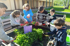 Žáci vytrhávají plevel ze záhonku.