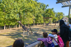 ZOO-Lesna-2
