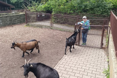 Chlapec krmí kozy.