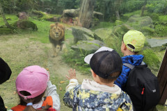 Žáci pozorují lva.