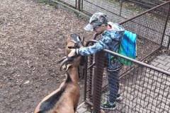 Chlapec hladí kozu.