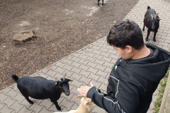 Chlapec krmí kozu.