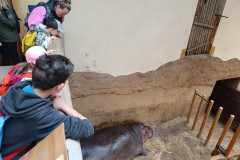 Žáci pozorují hrocha.