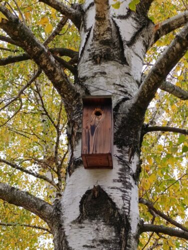 Ptačí budka na stromě